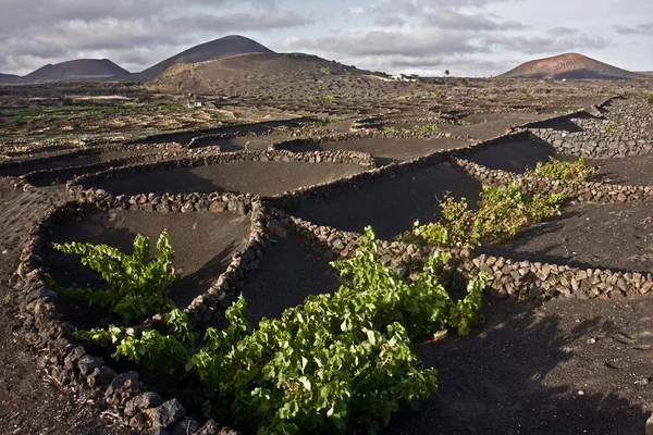 Typiska vingårdar på Lanzarote — Stockfoto