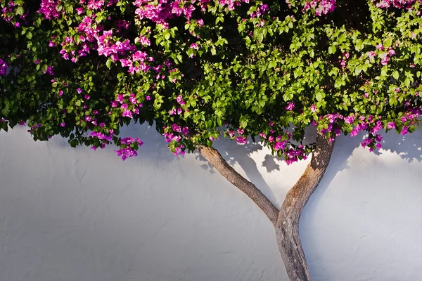 stock image Detail of the bush on the wall