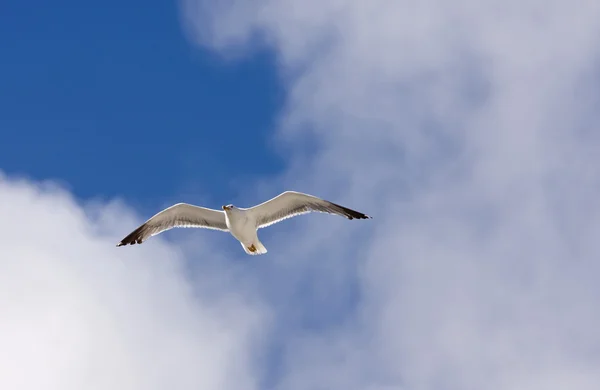 Sea gull on the sky — Stock Photo, Image