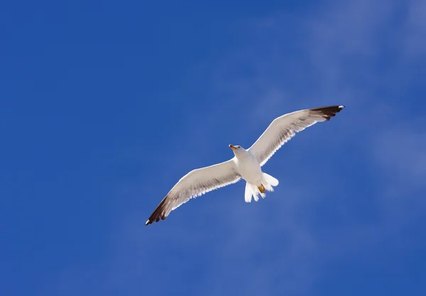 Θαλάσσιος γλάρος σε πτήση σε γαλάζιο ουρανό — Φωτογραφία Αρχείου