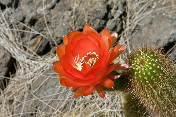 Kırmızı kaktüs çiçeği yakın çekim — Stok fotoğraf