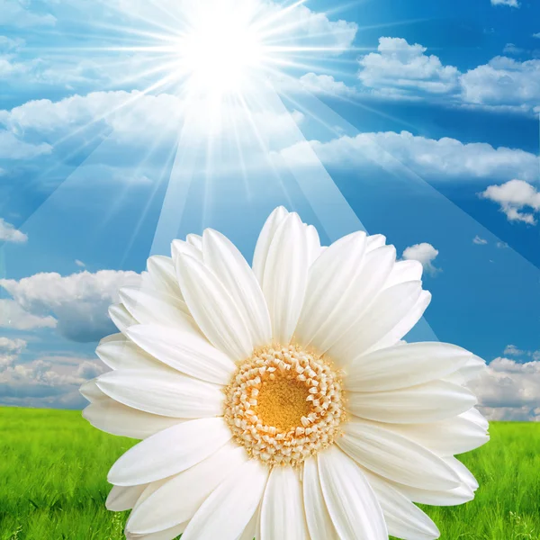 Blomma natur sol — Stockfoto