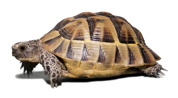 Schildkröte Stockfoto