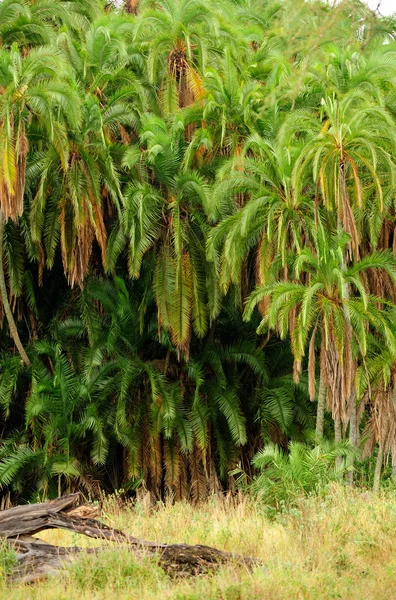 Palms — Stock Photo, Image