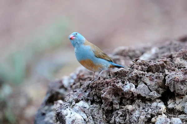 Niebieski ptak — Zdjęcie stockowe