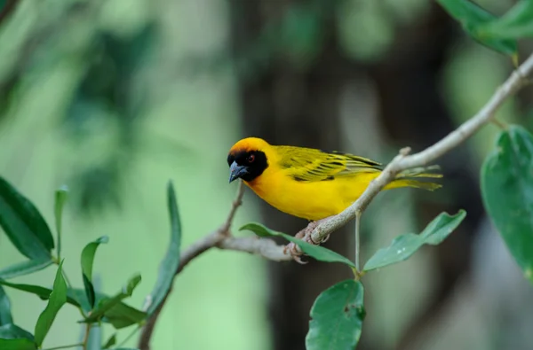 Oiseau jaune Images De Stock Libres De Droits