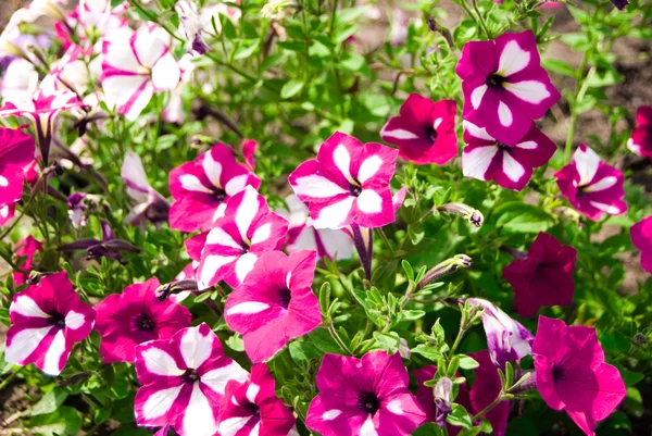 Blumen — Stockfoto