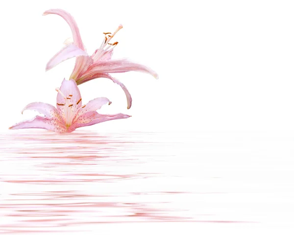 핑크 릴리 — 스톡 사진