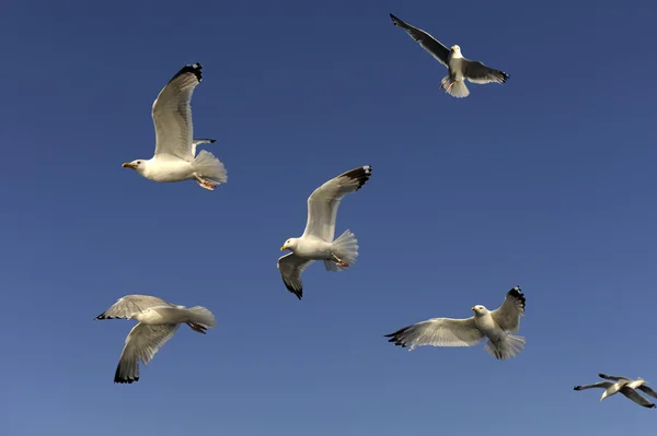 stock image Flight