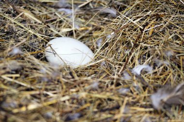 Egg in the hay clipart