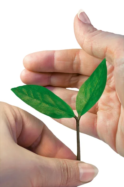 Stock image Green peant between hands