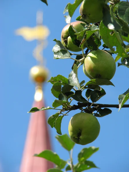 リンゴの木. — ストック写真