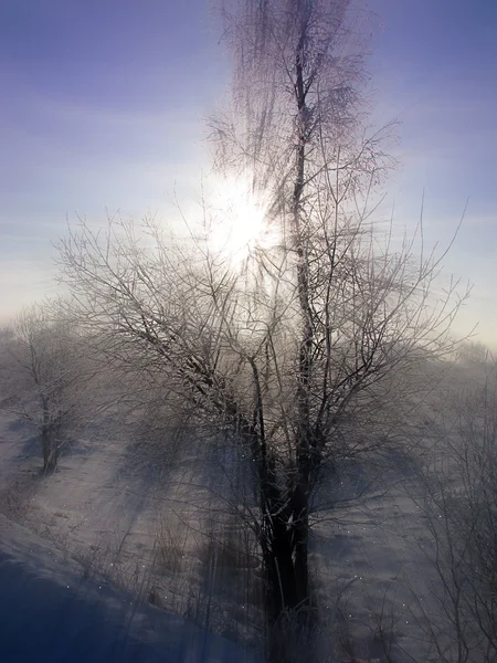 The Winter sun. — Stock Photo, Image
