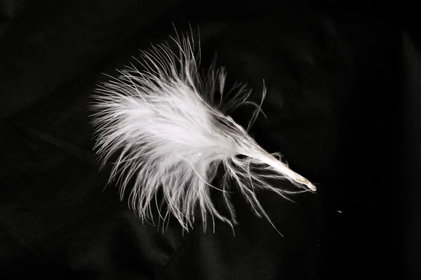 stock image Ostrich feather