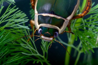 Diving beetle clipart