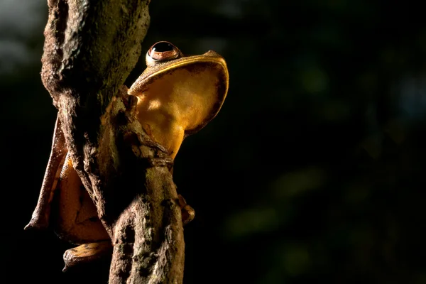 stock image Tree frog