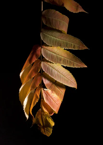 Stock image Leaf