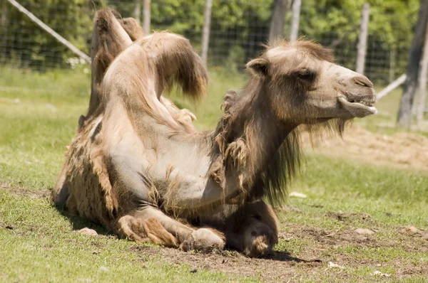 Camel — Stock Photo, Image