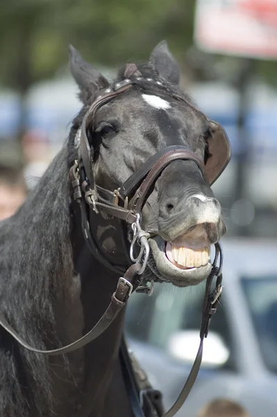 stock image Horse