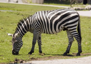 Zebra