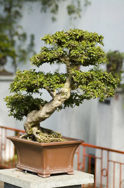 stock image Bonzai tree