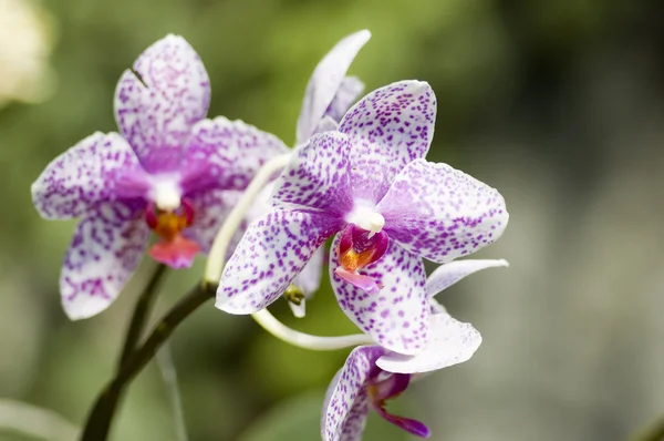 stock image Orchids