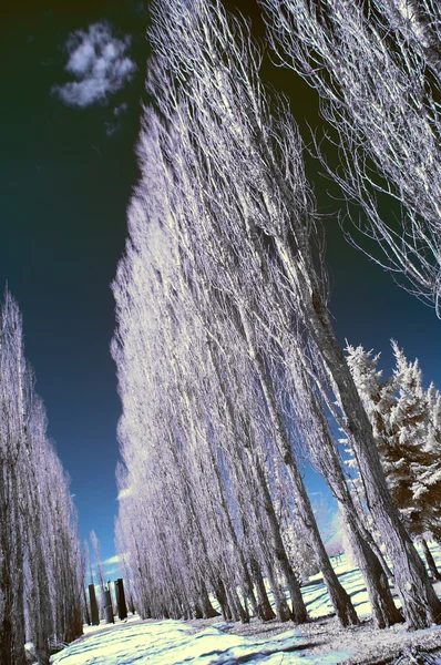Infrared Landscape — Stock Photo, Image