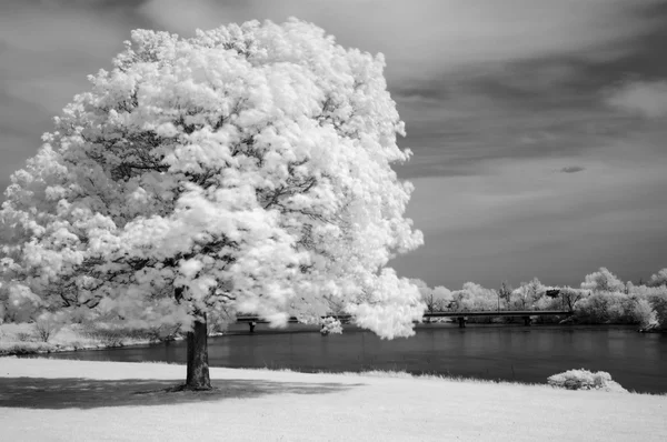 Infrared Tree — Stock Photo, Image