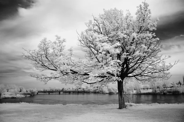 Υπέρυθρη δέντρο — Φωτογραφία Αρχείου