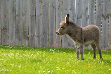 Little donkey clipart