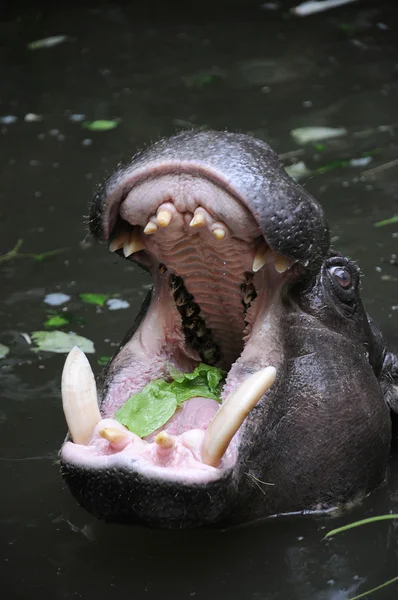 Hipopótamo pigmeo con la boca abierta en el agua Fotos de stock libres de derechos