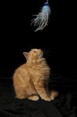 Adorable young long haired cream kitten playing against black background clipart