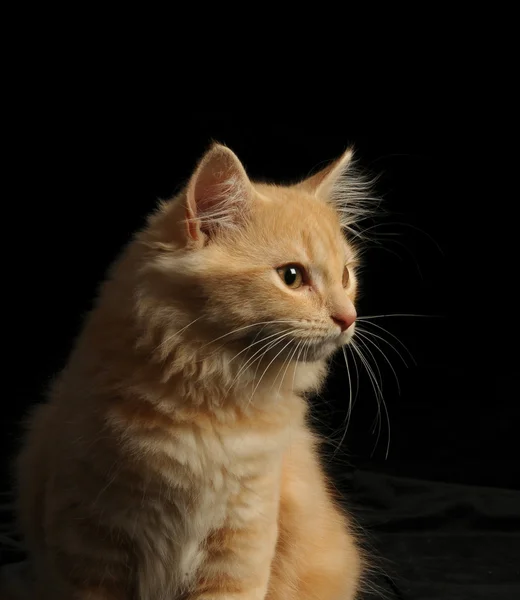 Adorable joven de pelo largo gatito crema jugando contra fondo negro — Foto de Stock