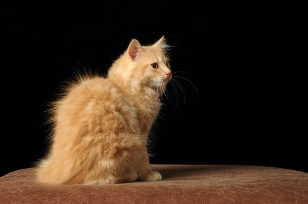 Adorable young long haired cream kitten playing against black background — Stock Photo, Image