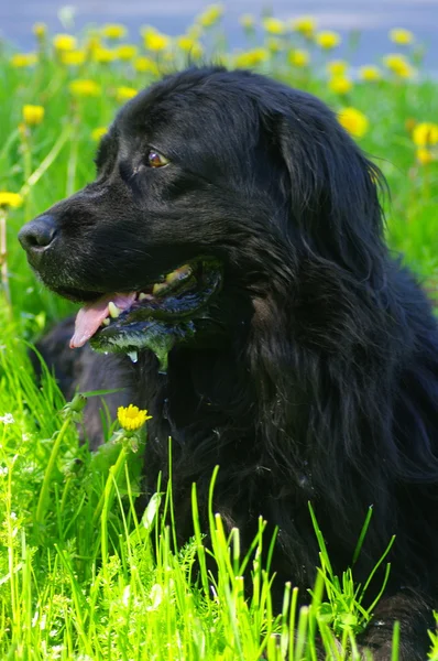 stock image Black dog in green grass