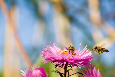 Honey bees on aster. clipart