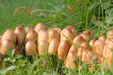 Coprinus micaceus, Glimmertintling. clipart