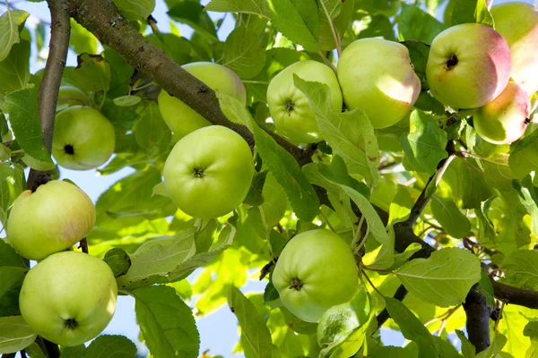 Reife Äpfel. — Stockfoto