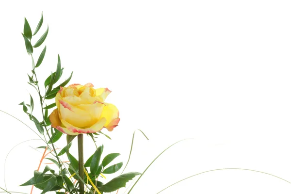 Tea rose. — Stock Photo, Image