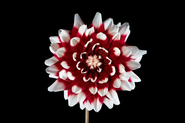 Dahlia blanc-rouge sur noir . — Photo