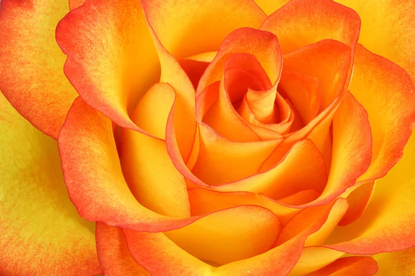 Bright, tea rose. — Stock Photo, Image