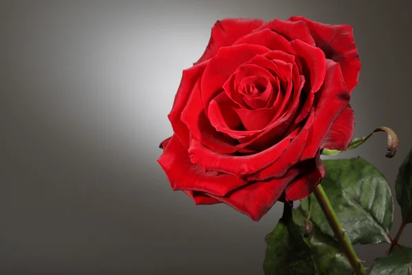 Κόκκινο τριαντάφυλλο. — Φωτογραφία Αρχείου