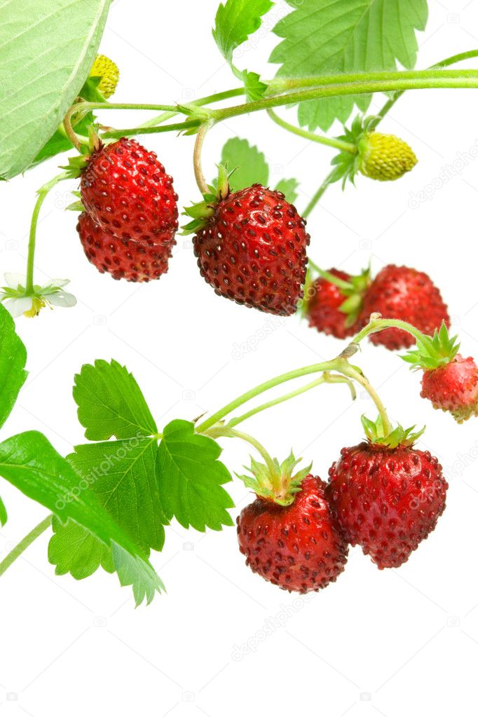 Wild strawberries.