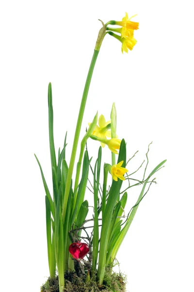 Yellow narcissuses — Stock Photo, Image