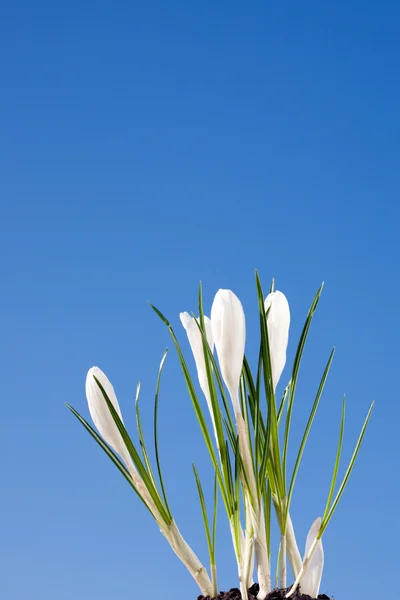 Белый крокус . — стоковое фото