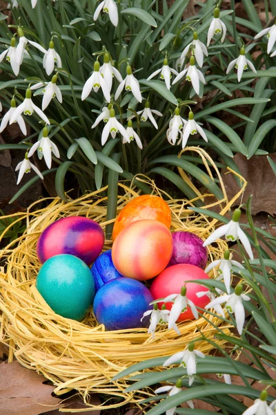 Easter eggs and snowdrops. — Stock Photo, Image
