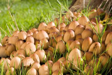 Coprinus micaceus, Glimmertintling.