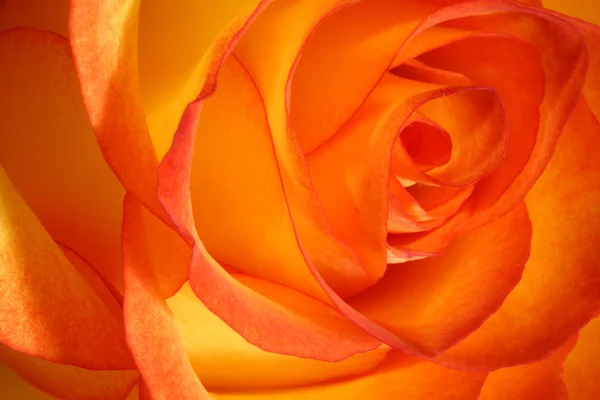 Bright, tea rose. — Stock Photo, Image