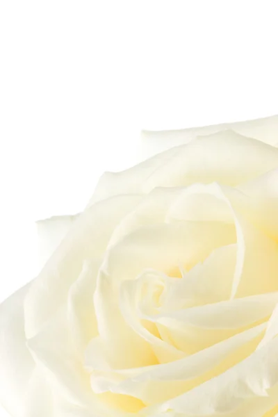 Белая роза . — стоковое фото