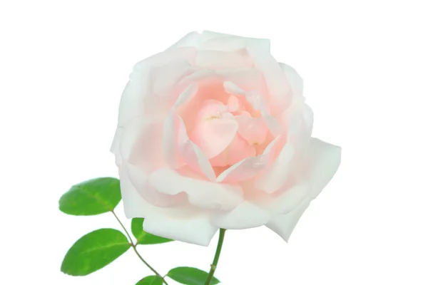 Rose auf Weiß. — Stockfoto